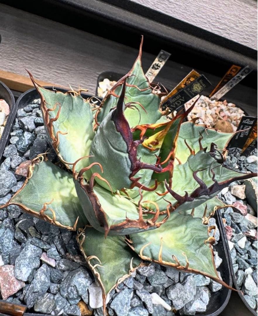 HP034 炎舞 検 麒麟 冰雹 麻花龍 台湾ゴジラ 選抜 実生 オテロイ HP034 炎舞 検 麒麟 冰雹 麻花龍 台湾ゴジラ 選抜 実生 オテロイ