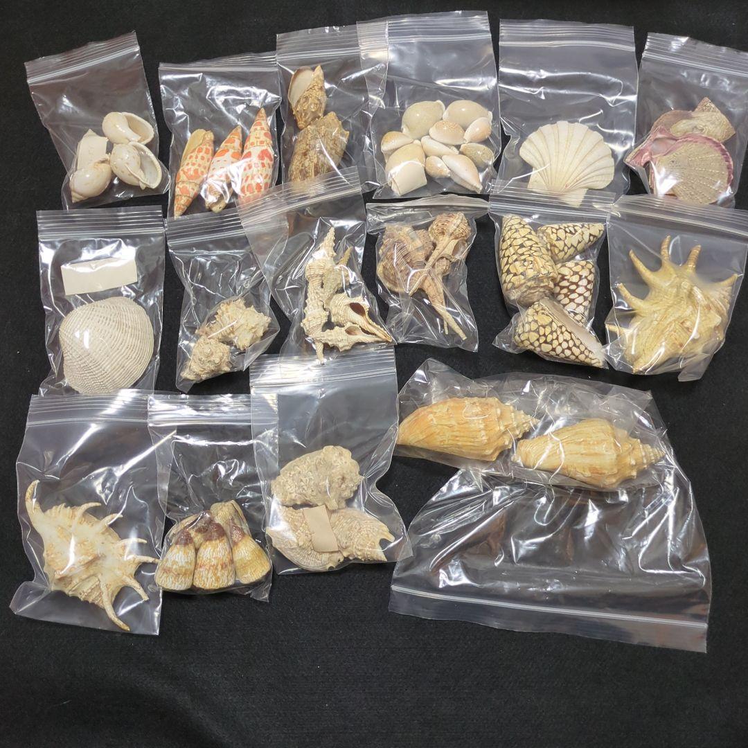 下*田様 貝殻 まとめ売り （タカラ貝等々…） 標本 - メルカリ