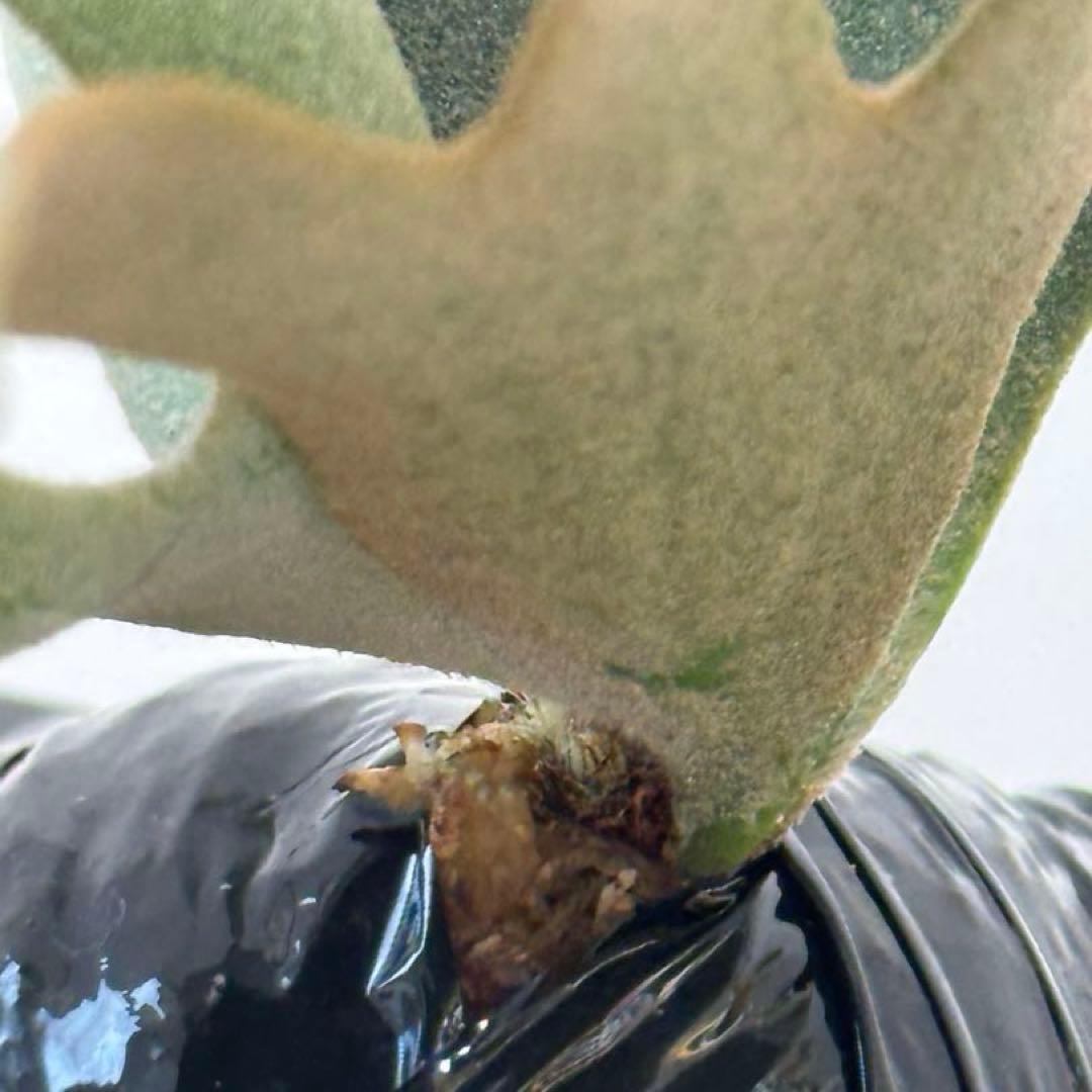 し*ー様 ◇ P.Willinckii 'OMG' spore（O-018）