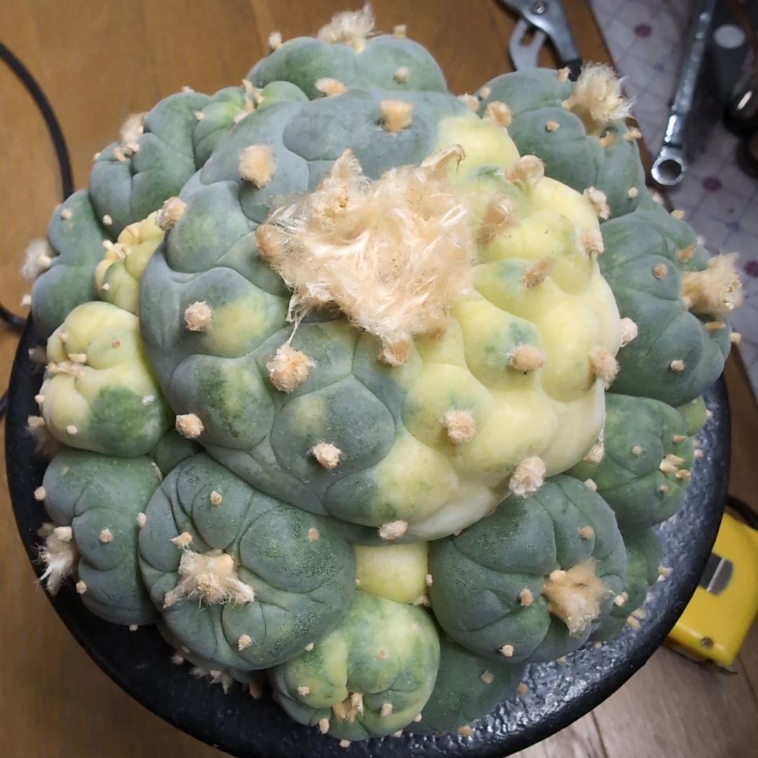 福沢諭吉様確認用】ユッカ ベイレイ＋ハリマニアエ