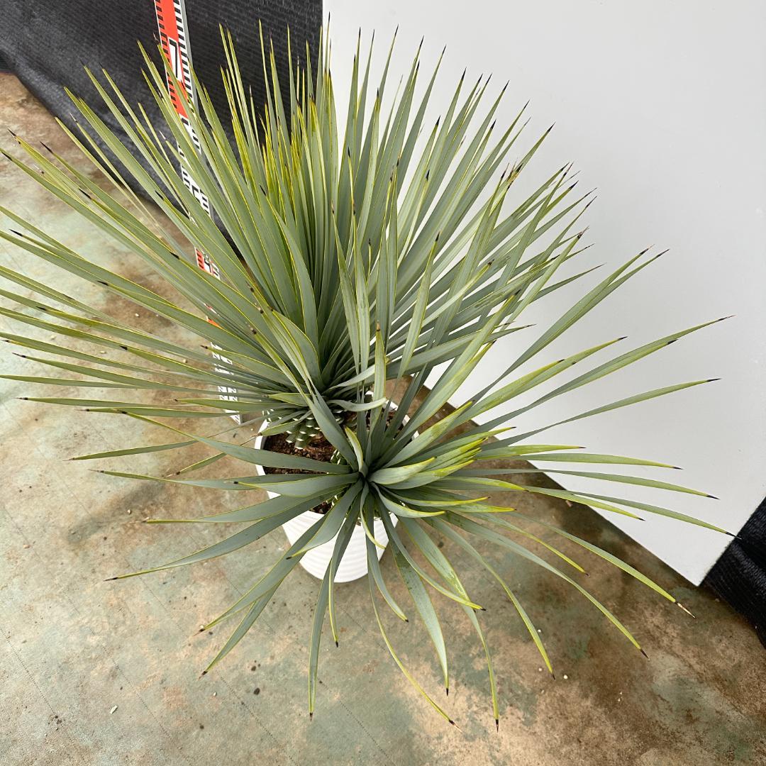 ユッカ ロストラータ【24-621】2頭株 シルバーブルー