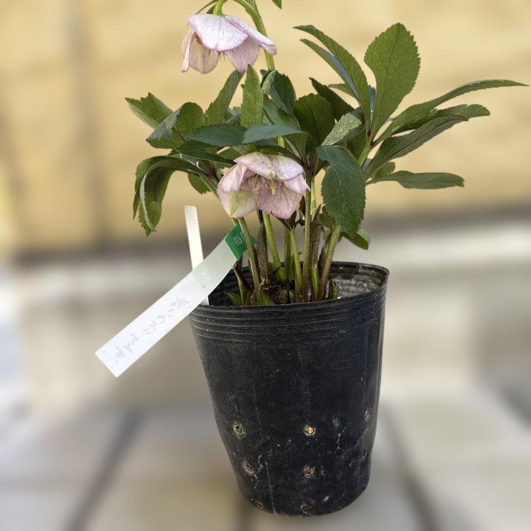 ポーセリンhyb sd大木ナーサリー クリスマスローズ タグ付き 現品 開花