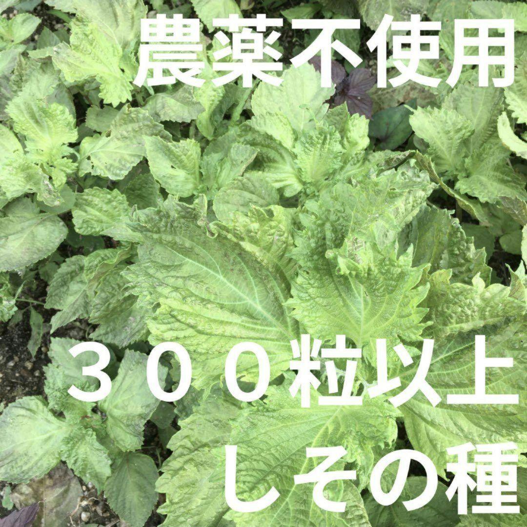 Dark様 リクエスト 2点 まとめ商品 - メルカリ