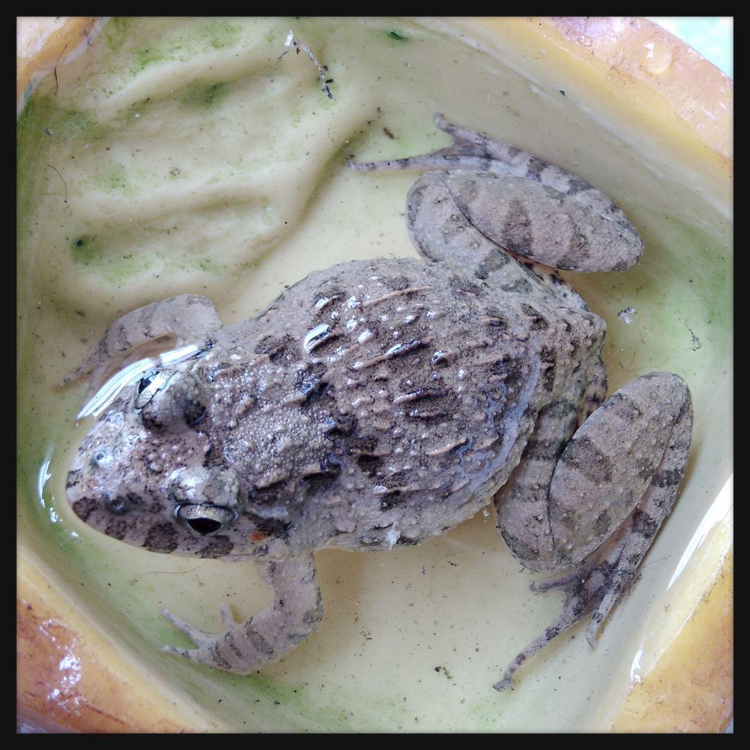 冷凍カエル【S・10匹】餌用カエル 約2〜2.5cm ヌマガエル 餌 自家繁殖