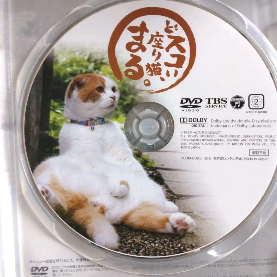 希少DVD どすこい座り猫まる。養老孟司先生と猫の営業部長 - メルカリ