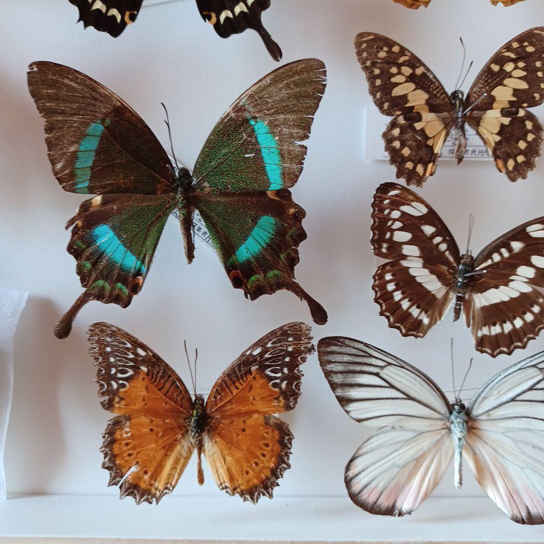 蝶標本 タイ サムイ島産24頭 +ドイツ箱中型