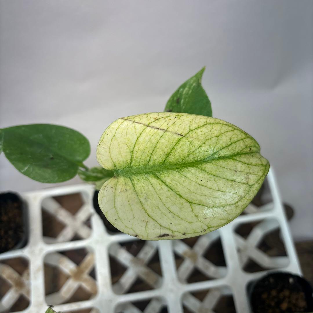 5株セットms126ホワイトモンスター／天津蘭 モンステラ斑入り