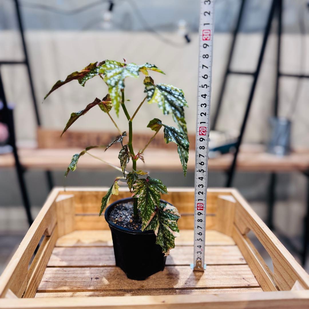 R*9様 10 ベゴニア イズモノキラボシ 斑入り ピンク斑に変化 激激レア