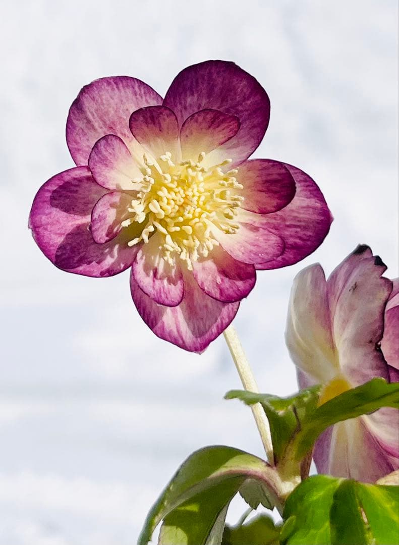 蜃気楼 ② dd クリスマスローズ 大木 ナーセリー - メルカリ