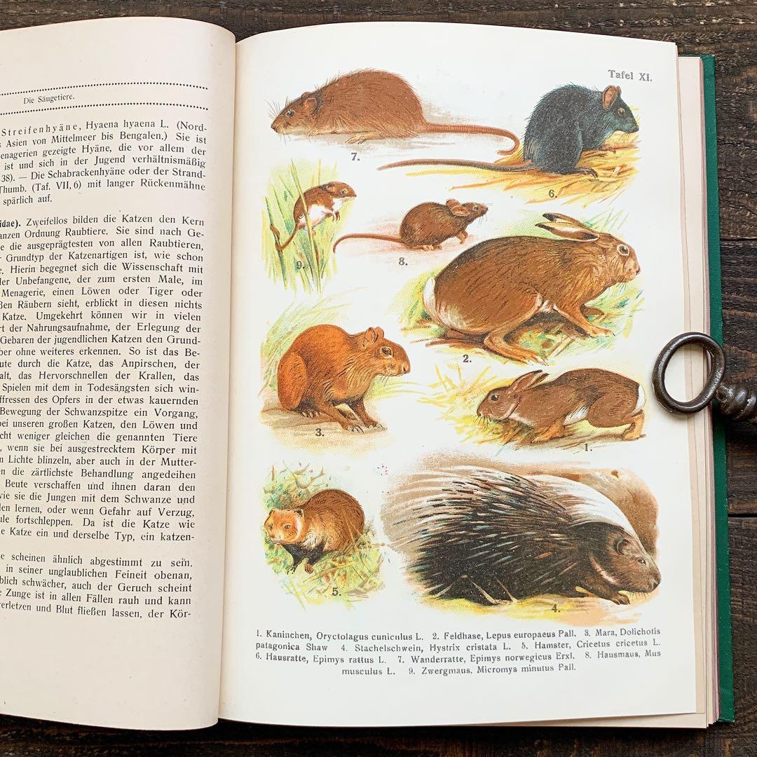 雰囲気の動物達の絵]ドイツの古い哺乳類図鑑(1922年)/動物図鑑 雰囲気