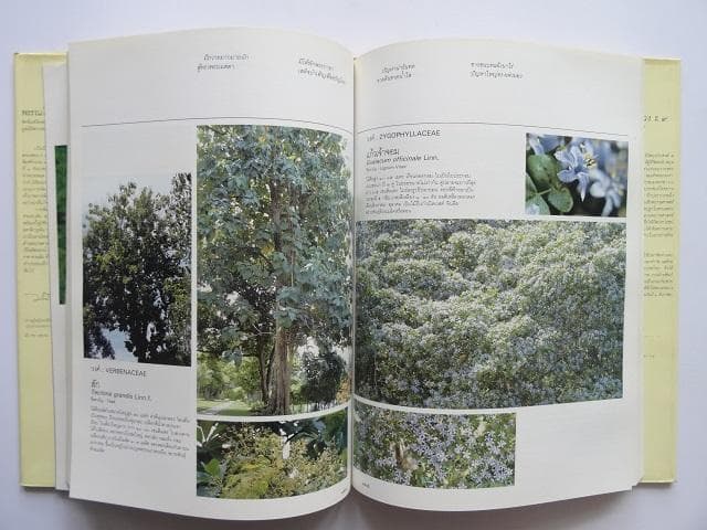 【専用】洋書2冊◆ラーマ9世公園写真集 / パッターニー 画集 作品写真集