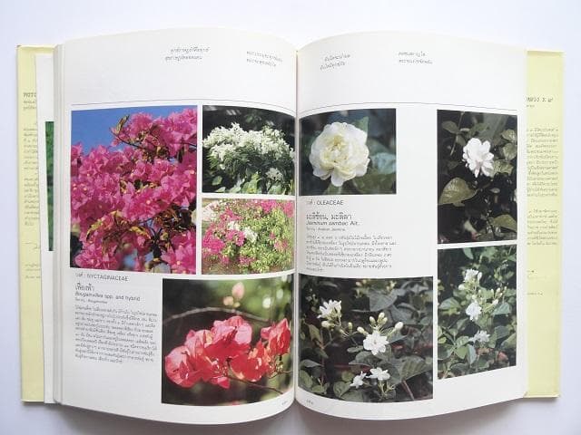 【専用】洋書2冊◆ラーマ9世公園写真集 / パッターニー 画集 作品写真集