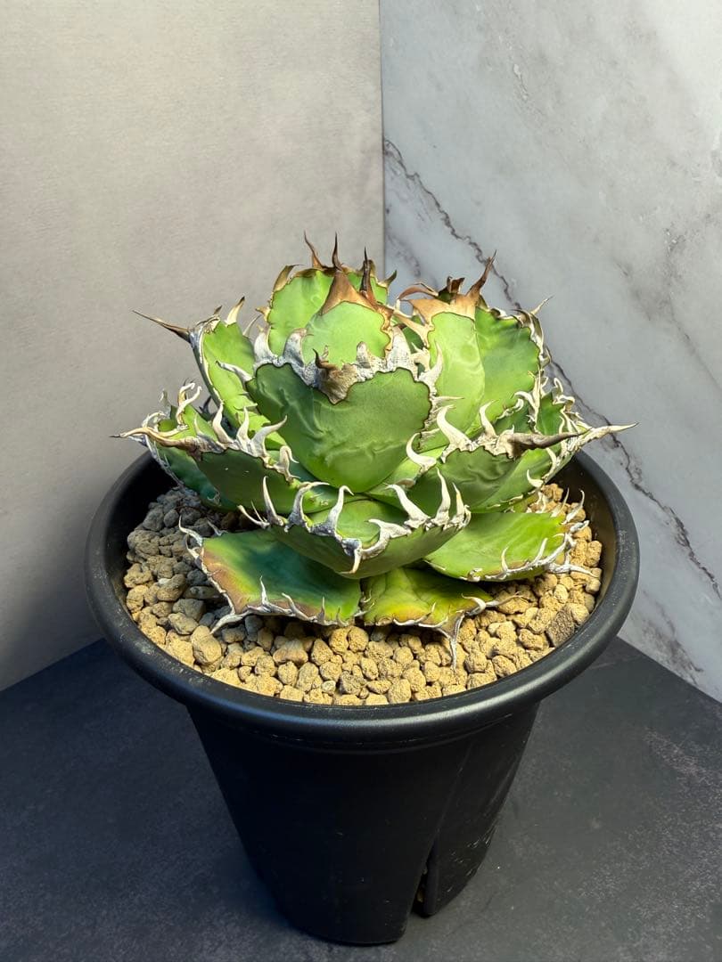 アガベ [フィリグリー]｜匿名配送・鉢ごと発送•コレクション株 - メルカリ