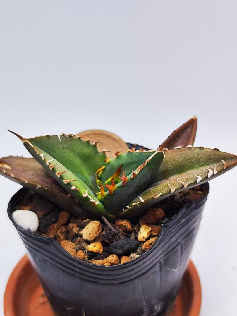 07 Shangao-004（バトルウルフ）（アガベ チタノタ） - メルカリ