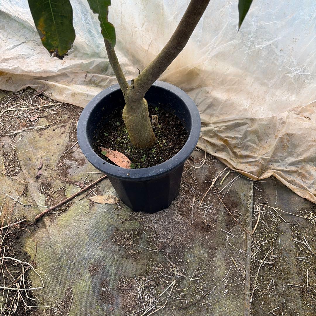 指宿在来の黄色い実のなるマンゴー 10号特大 - メルカリ