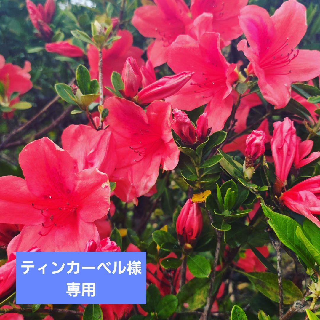 ティンカーベルつる EPO-72-406 ディズニー Tinker Bell -Fairy Magic- （ティンカー・ベル