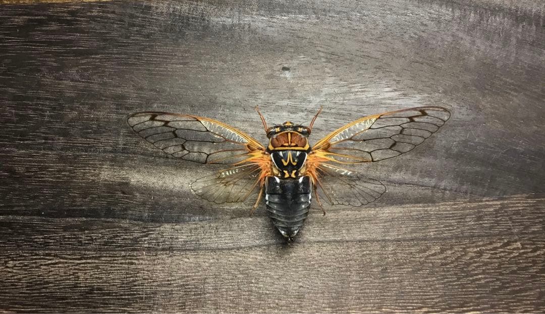 エゾゼミ 昆虫標本 蝶標本 その他 インテリア - メルカリ