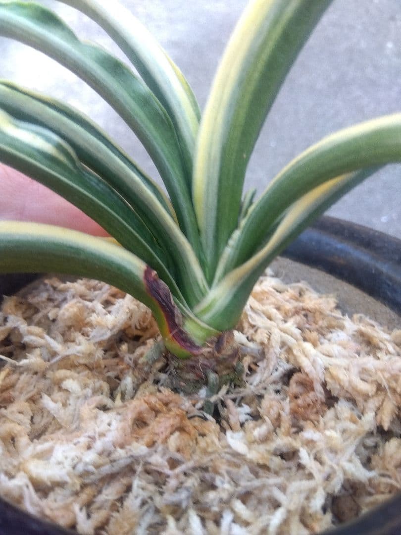 然舎様専用 万年青 おもと 長生殿 覆輪斑 4号陶器鉢つき 極上❗ ①