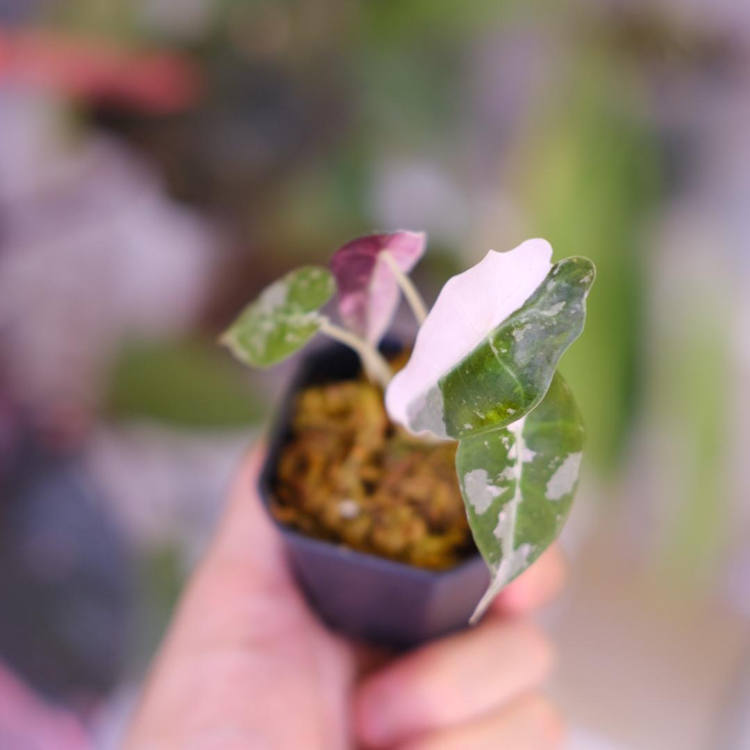 Alocasia Amazonica Polly Pink②｜アロカシア - メルカリ