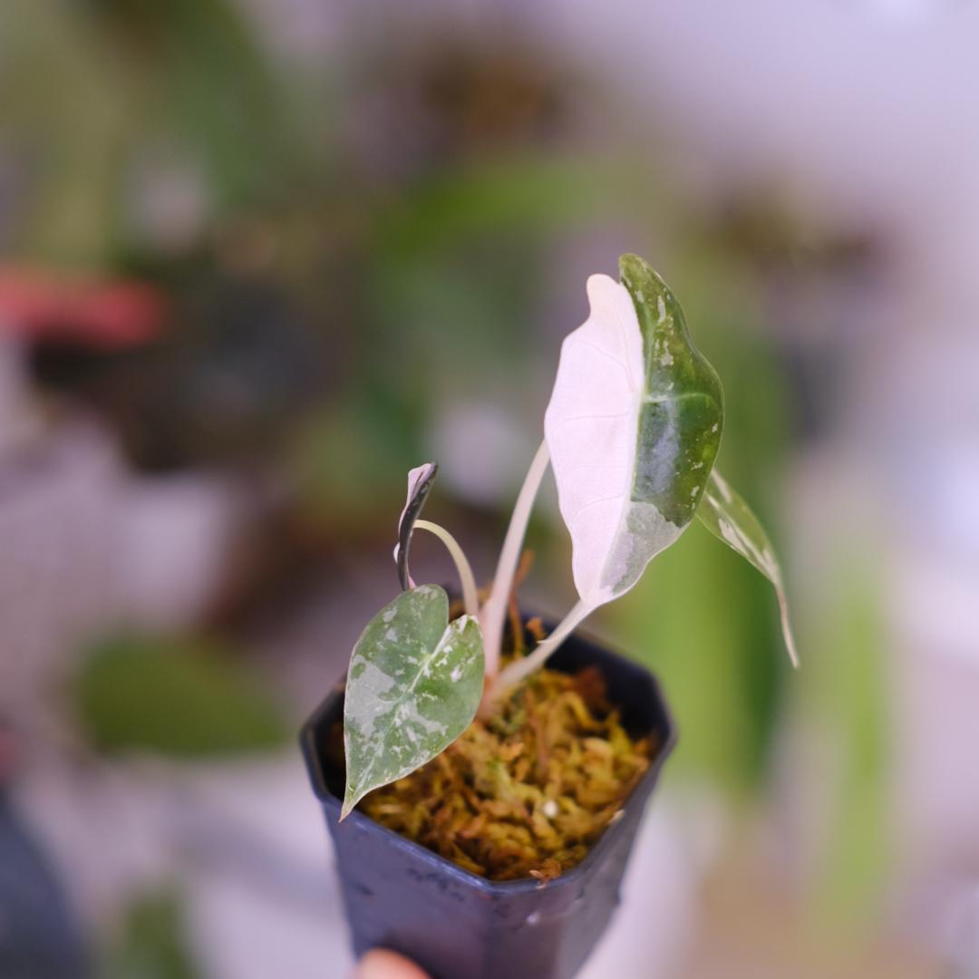 Alocasia Amazonica Polly Pink②｜アロカシア - メルカリ