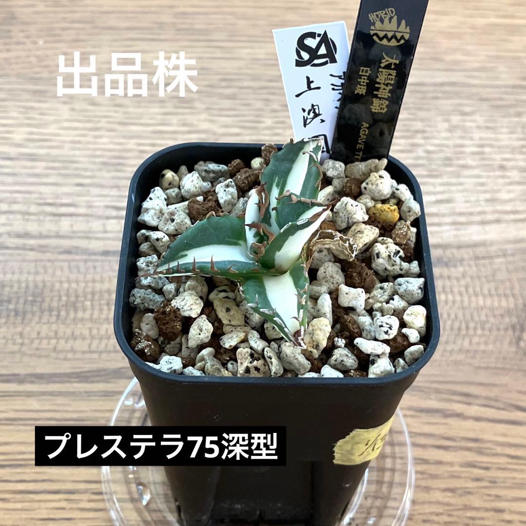 Pinky☆もんちぃ　速達【鉢ごと発送】アガべ　太陽神錦　白中斑　TC