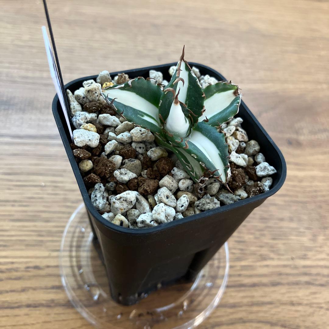 Pinky☆もんちぃ　速達【鉢ごと発送】アガべ　太陽神錦　白中斑　TC