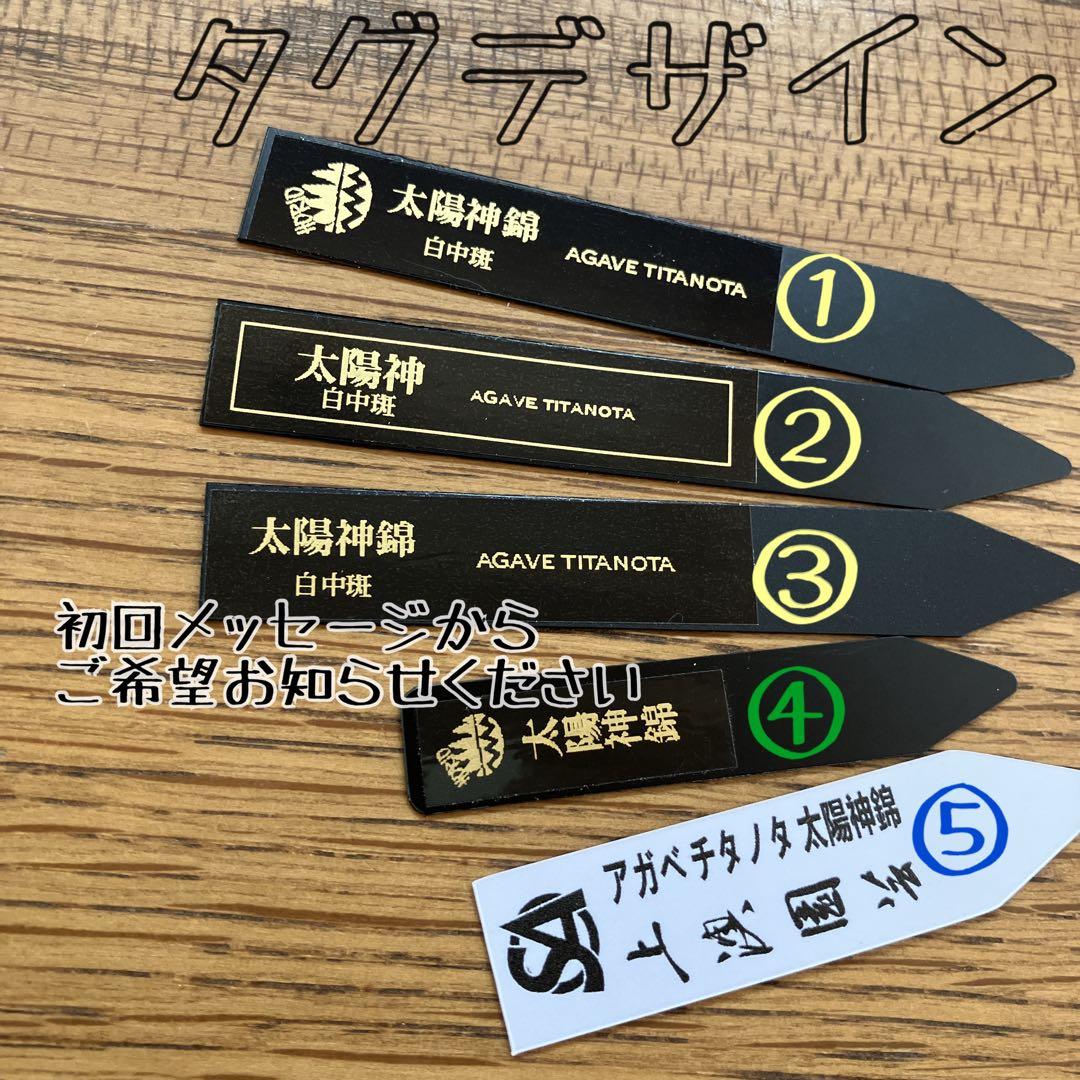 Pinky☆もんちぃ　速達【鉢ごと発送】アガべ　太陽神錦　白中斑　TC