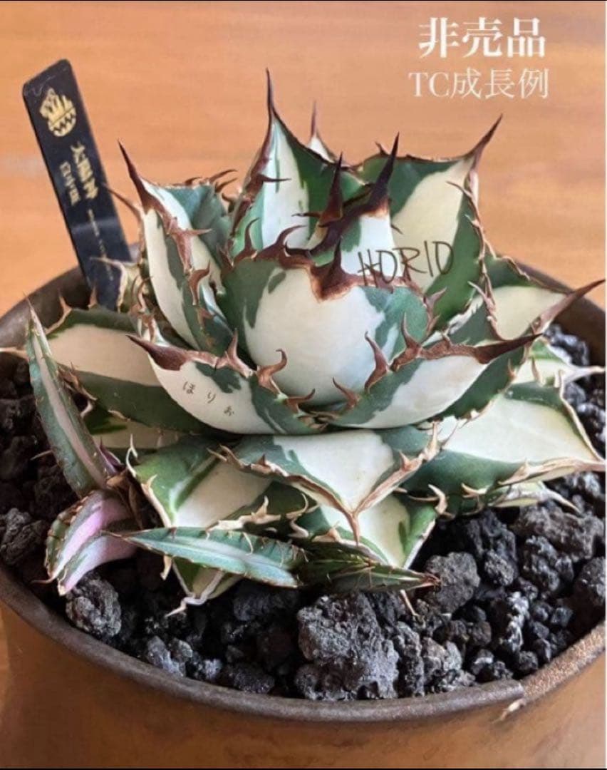 Pinky☆もんちぃ　速達【鉢ごと発送】アガべ　太陽神錦　白中斑　TC