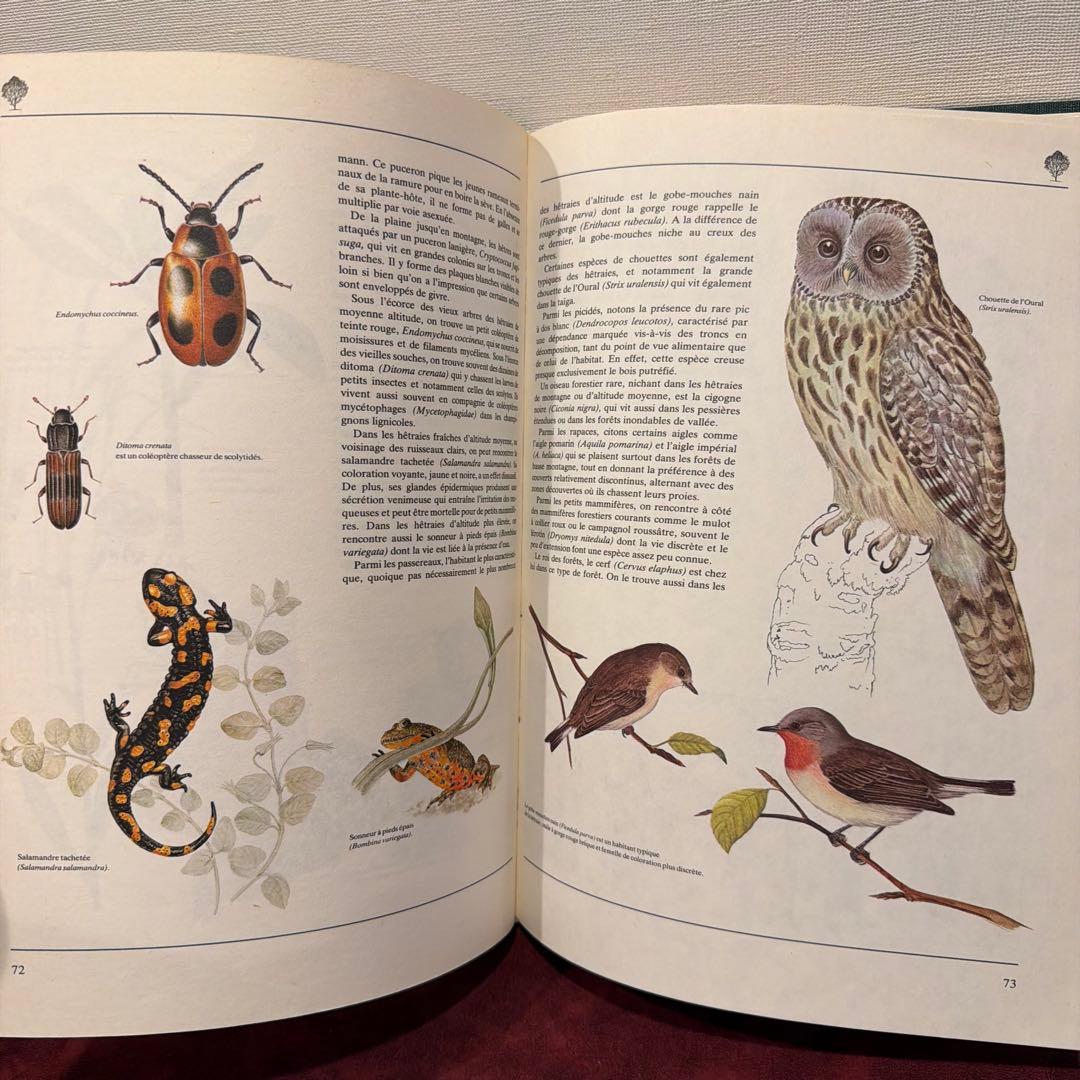 223⑦1988年フランス語版図鑑 洋書古書 ジャンクジャーナル ボタン