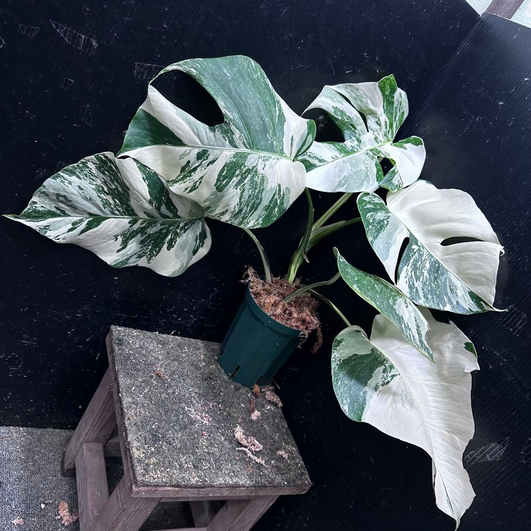 蒼*読様 斑入りモンステラ ホワイトタイガー極美大株48cm白斑多 蒼*読様 斑入りモンステラ ホワイトタイガー極美大株48cm白斑多 - メルカリ