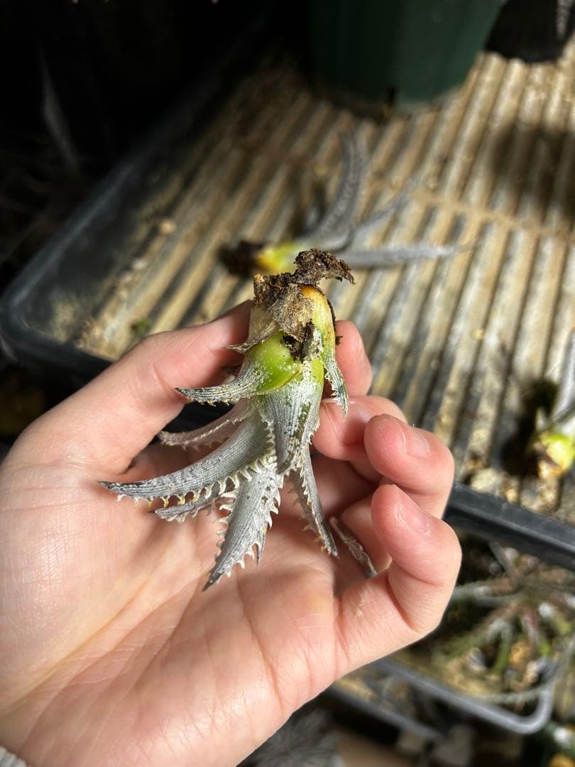 Dyckia Smilodon amazonico hybrid - メルカリ
