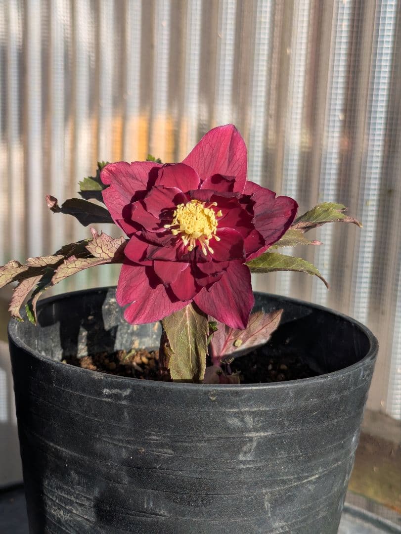 広瀬園芸 クリスマスローズ 多弁ダブル 【ベルベットレッド】 極美個体