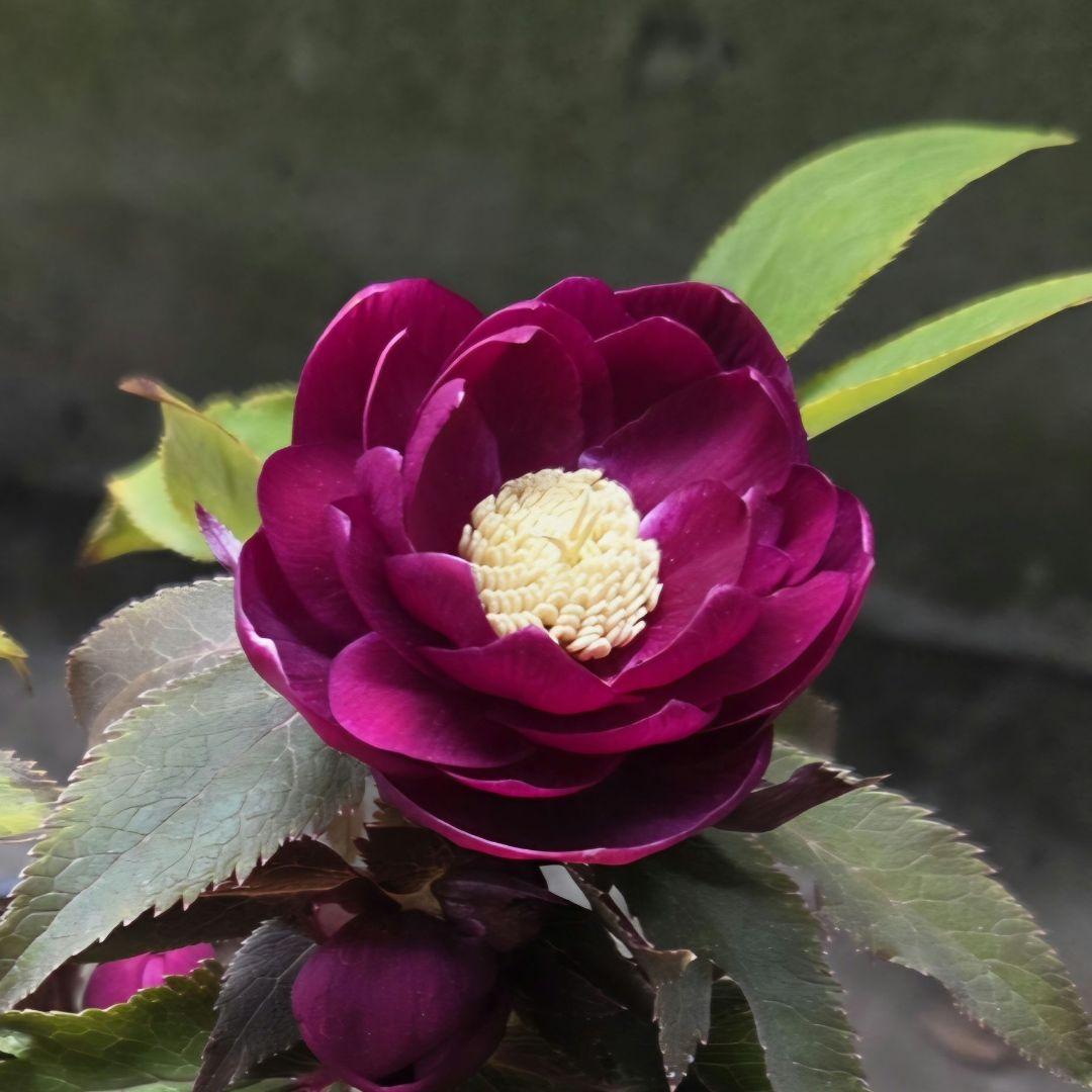 クリスマスローズ 広瀬園芸 オーレア レッド ダブル 開花株 広瀬園芸