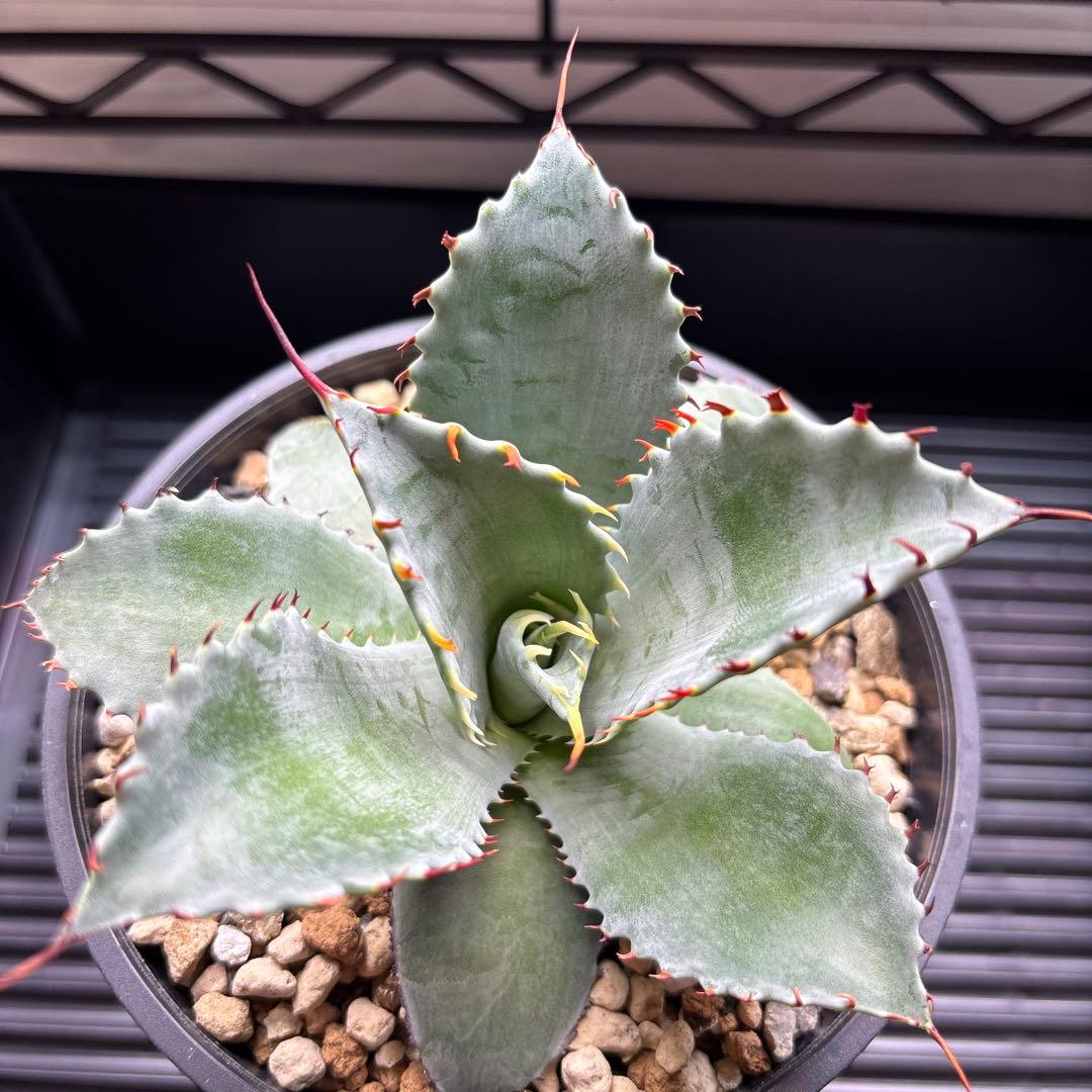 アガベ フロスティクリスタル ハイブリッド イシスメンシス×パラサナ