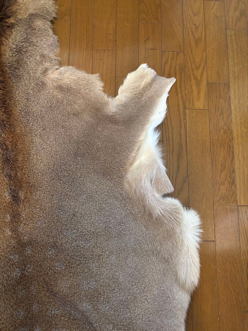 蝦夷鹿毛皮ラグ 天然 バンビ