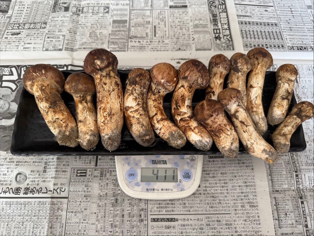 松茸　北海道　400g ①　国産 松茸 北海道 400g ① 国産 北海道 松茸 400g ④ 【公式通販】