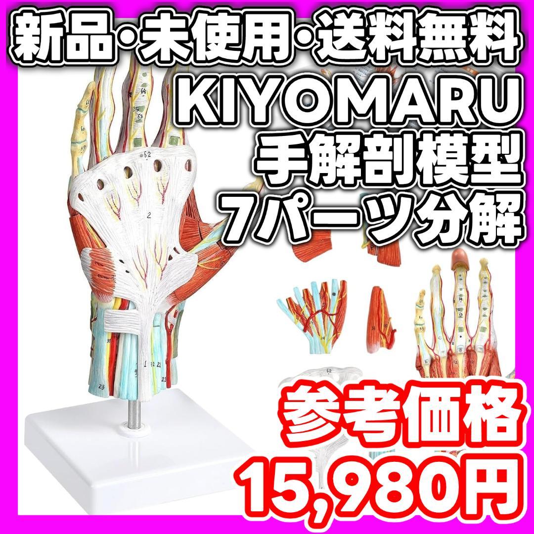 新品・未使用】KIYOMARU 手解剖模型 7パーツ分解 人体模型 手関節