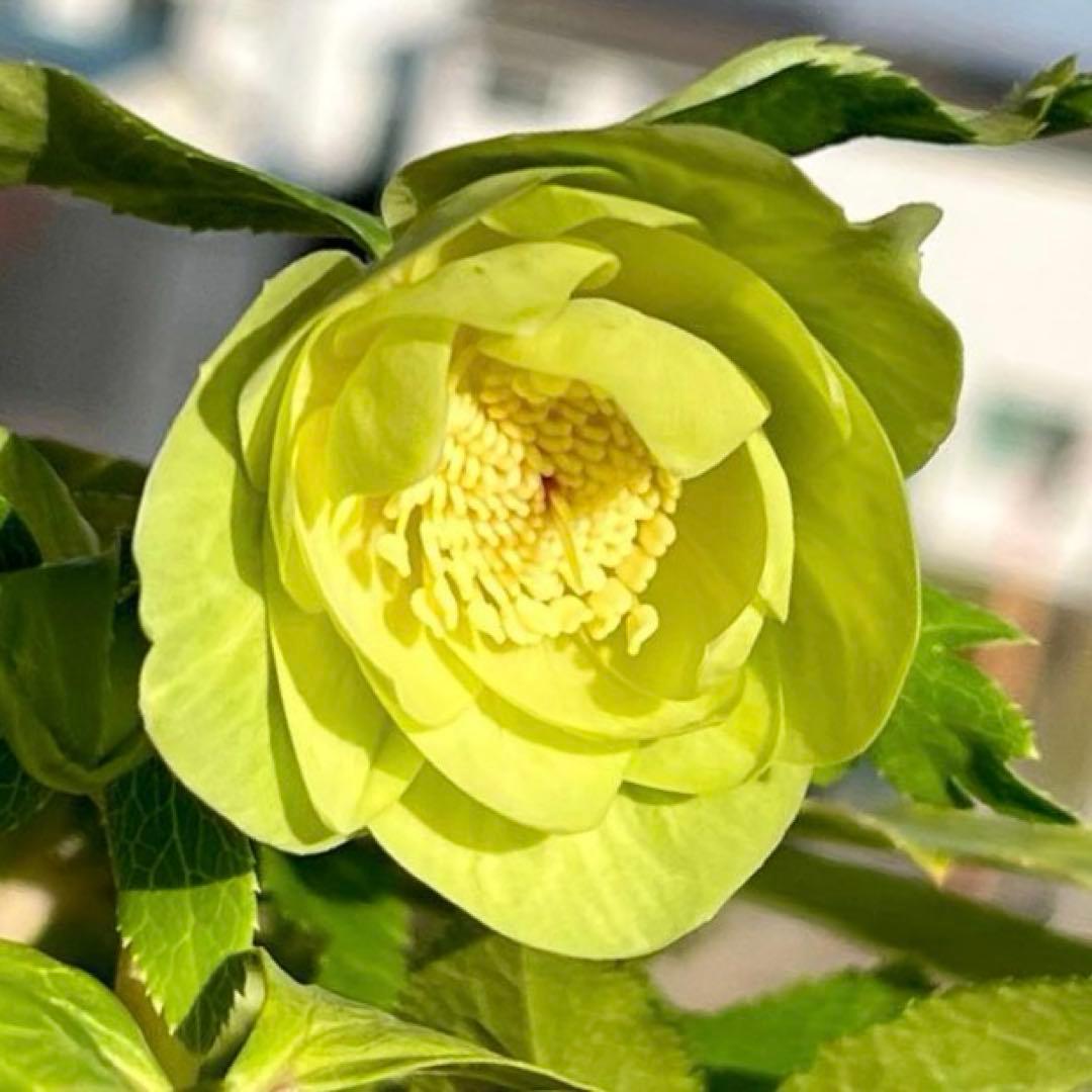 オ*ン様 ☘️蕾付き☘️根パンパン❤️沢山新芽元気株❤️3253⭐️強香⭐️強烈