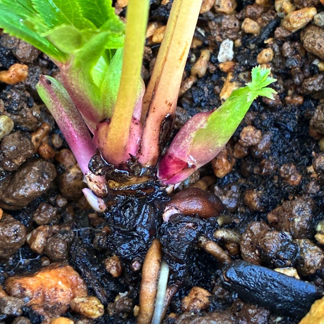 オ*ン様 ☘️蕾付き☘️根パンパン❤️沢山新芽元気株❤️3253⭐️強香⭐️強烈