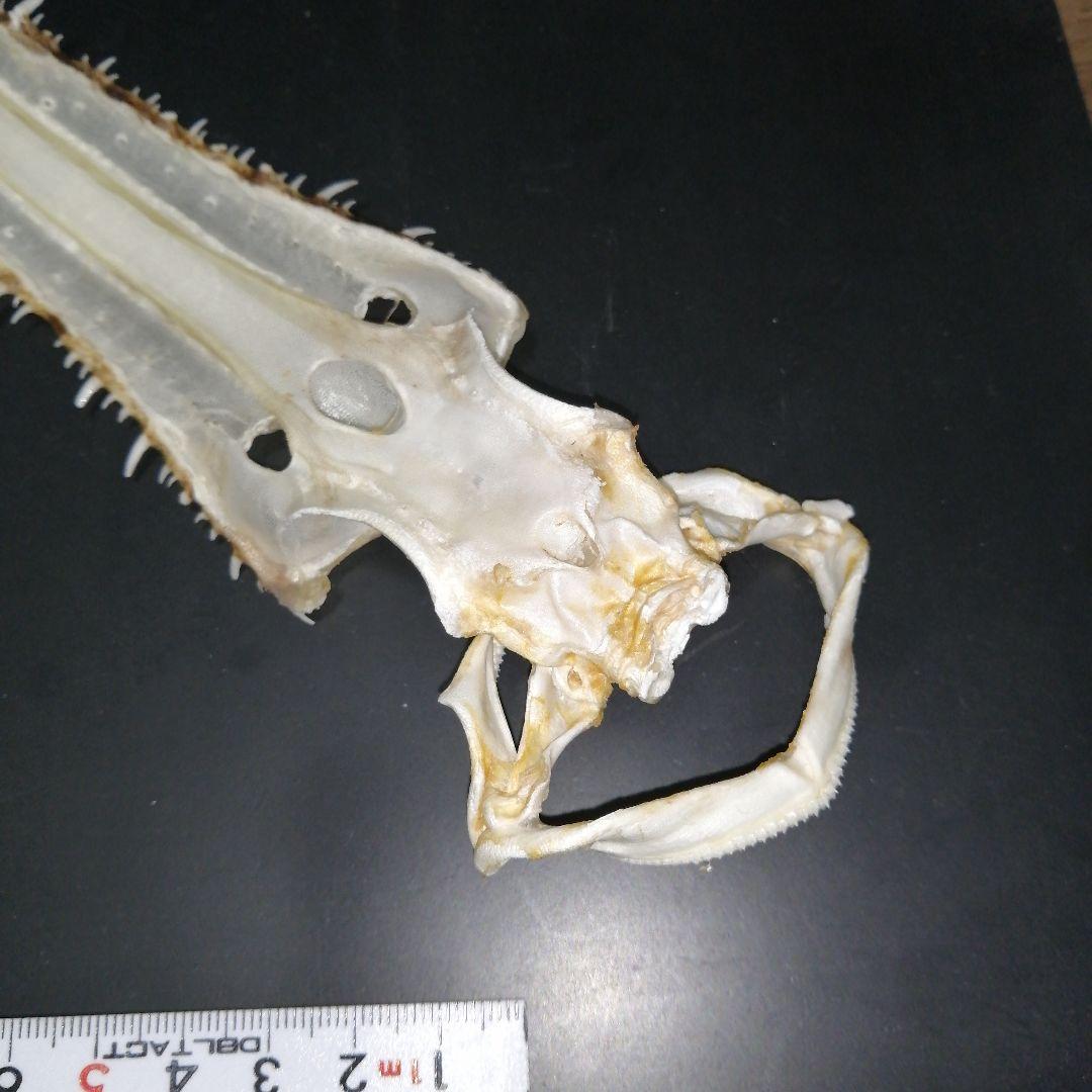 ノコギリザメ 乾燥標本 顎歯 S3 - メルカリ