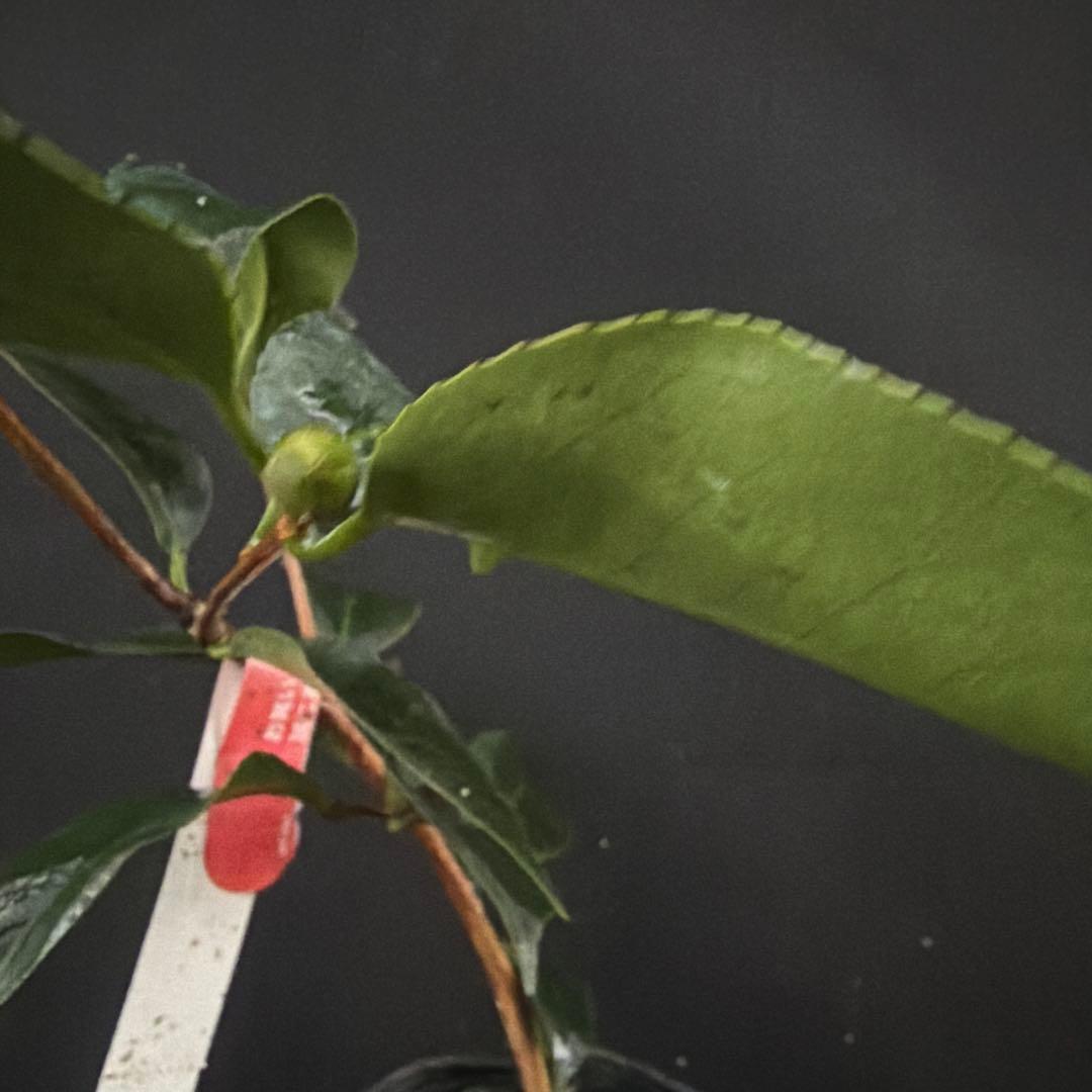 サト咲羽の誉(さわのほまれ)と炎セット苗