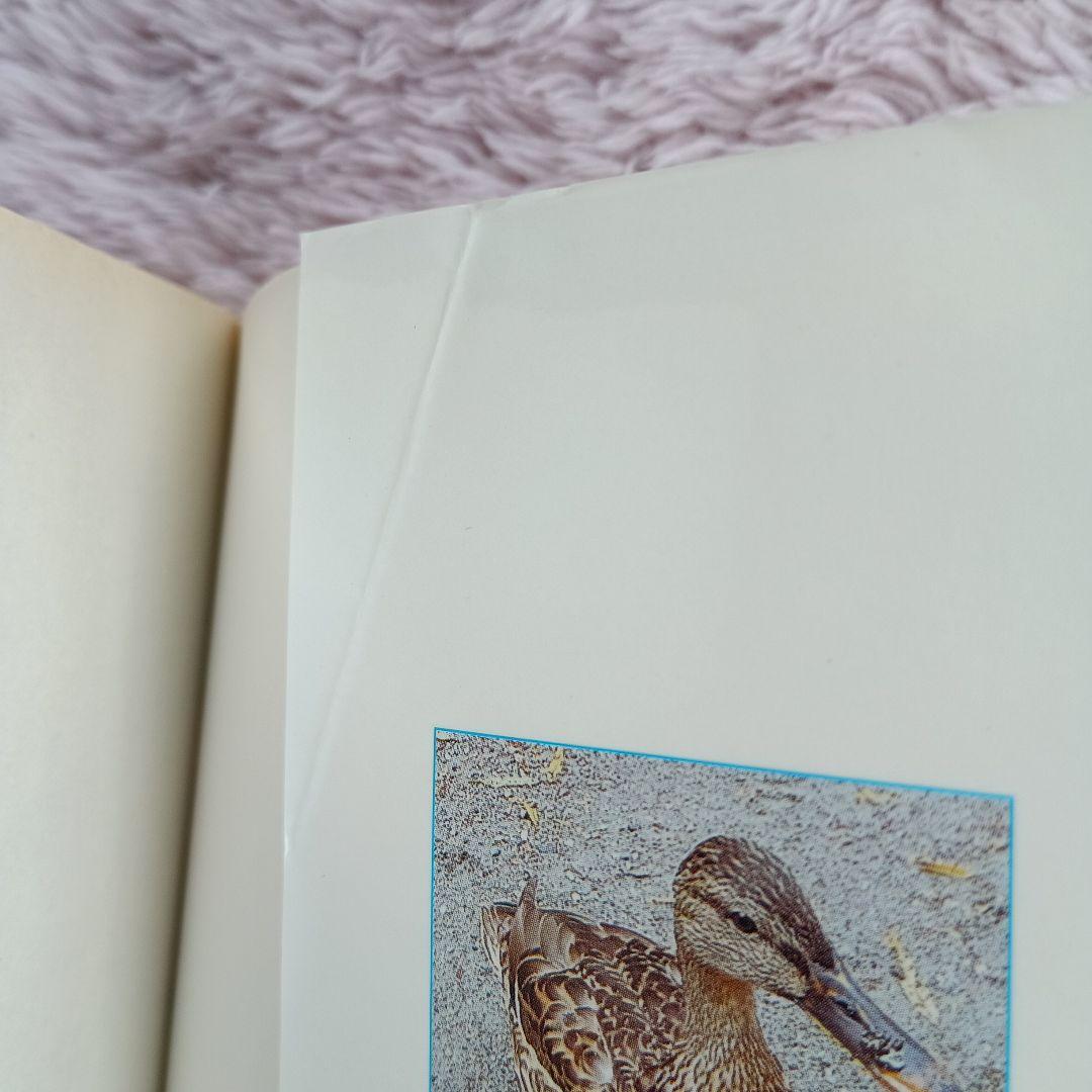 わっしょい!わじマニア