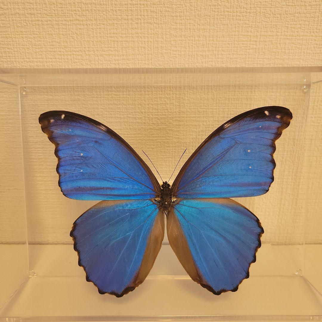 蝶の標本 モルフォの世界（珍特A）特大 - メルカリ