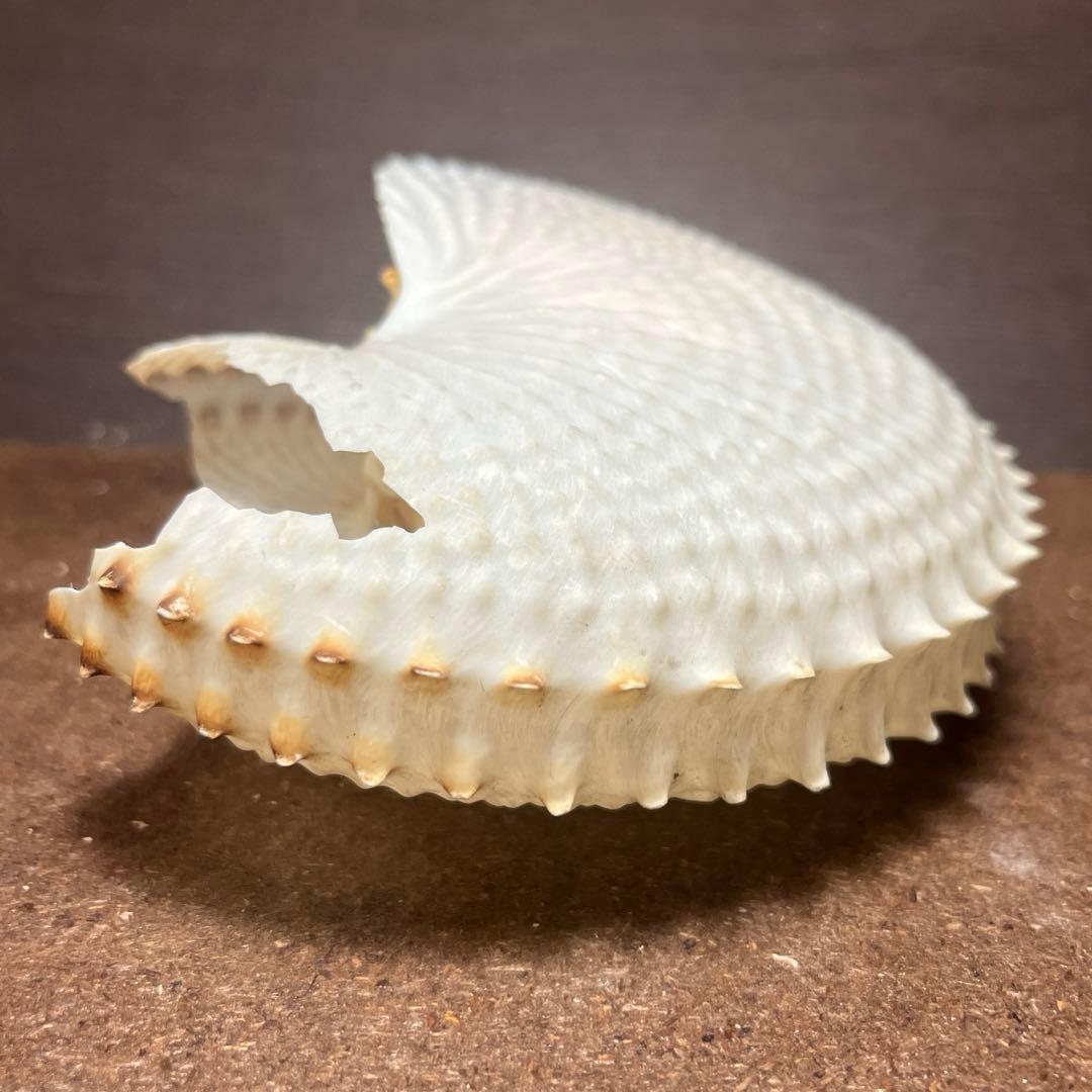 激レア 訳あり チリメンアオイガイ - メルカリ