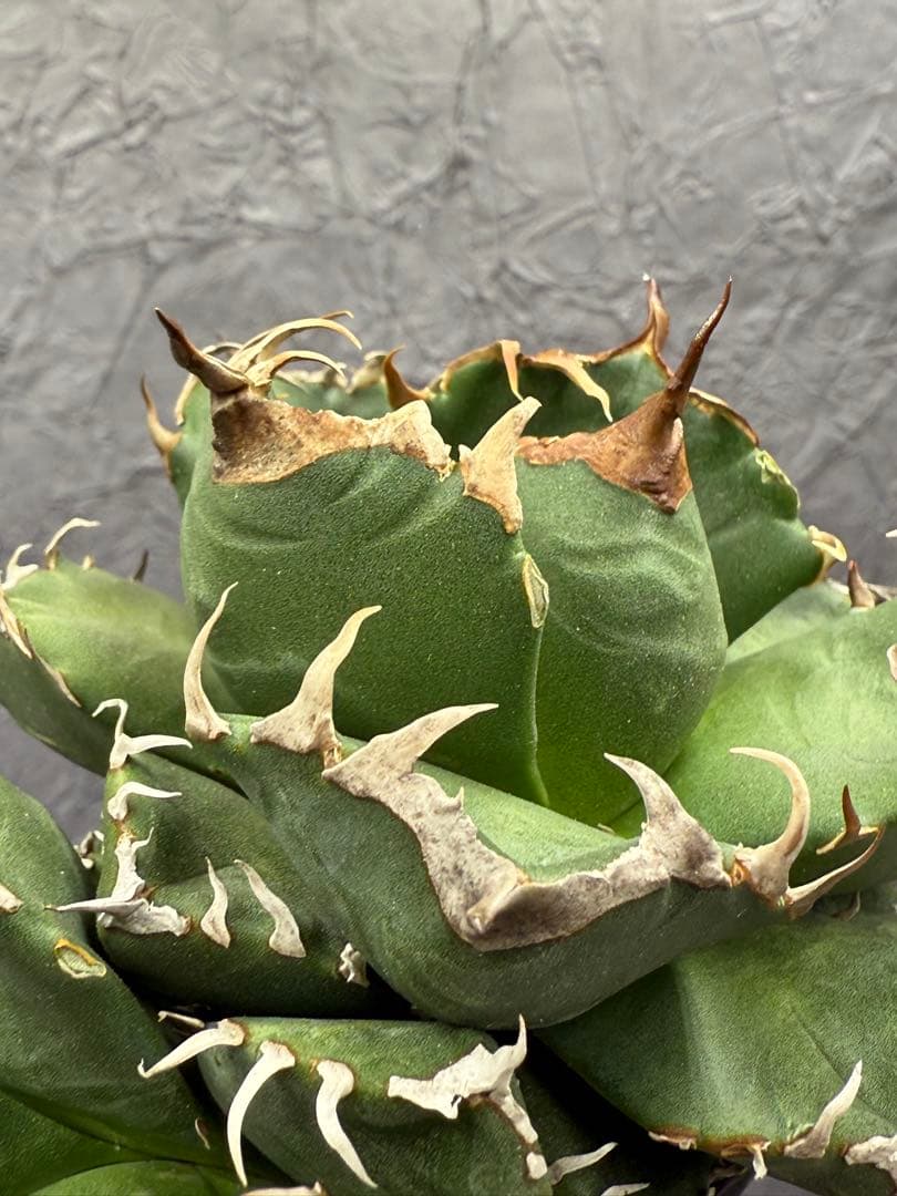 アガベ チタノタ 