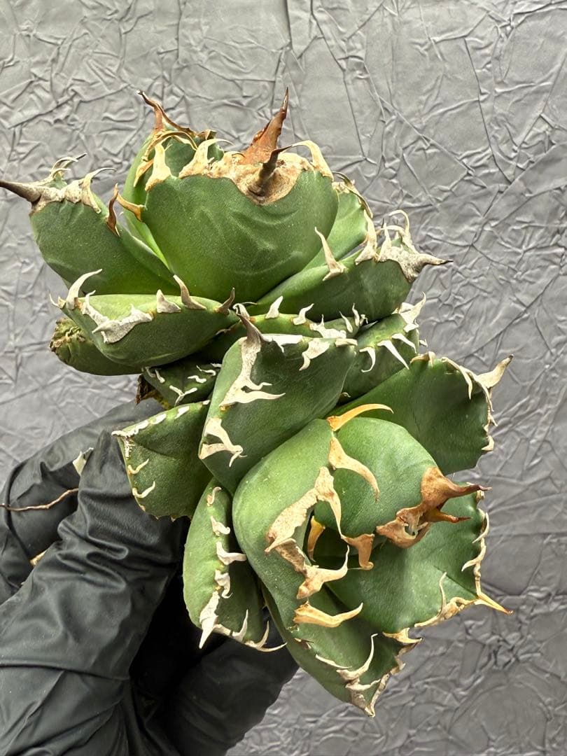 アガベ チタノタ 