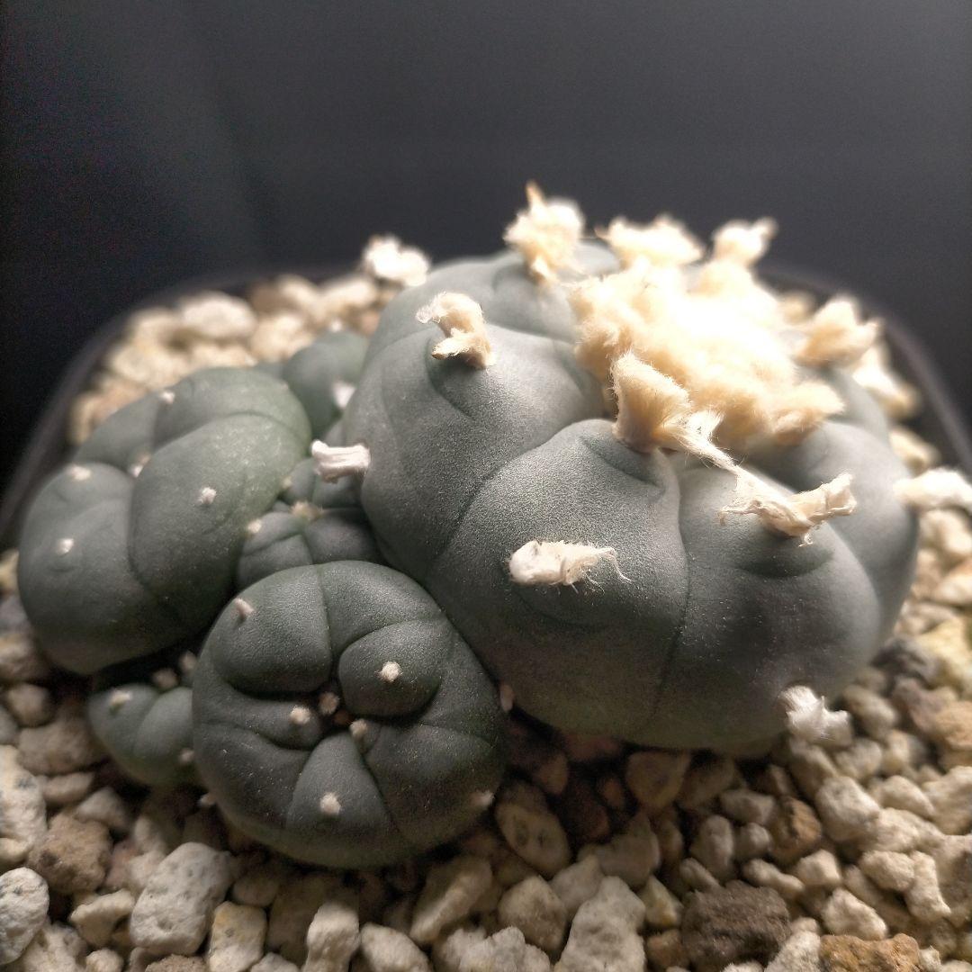 メルモ☆彡ユキエまとめ