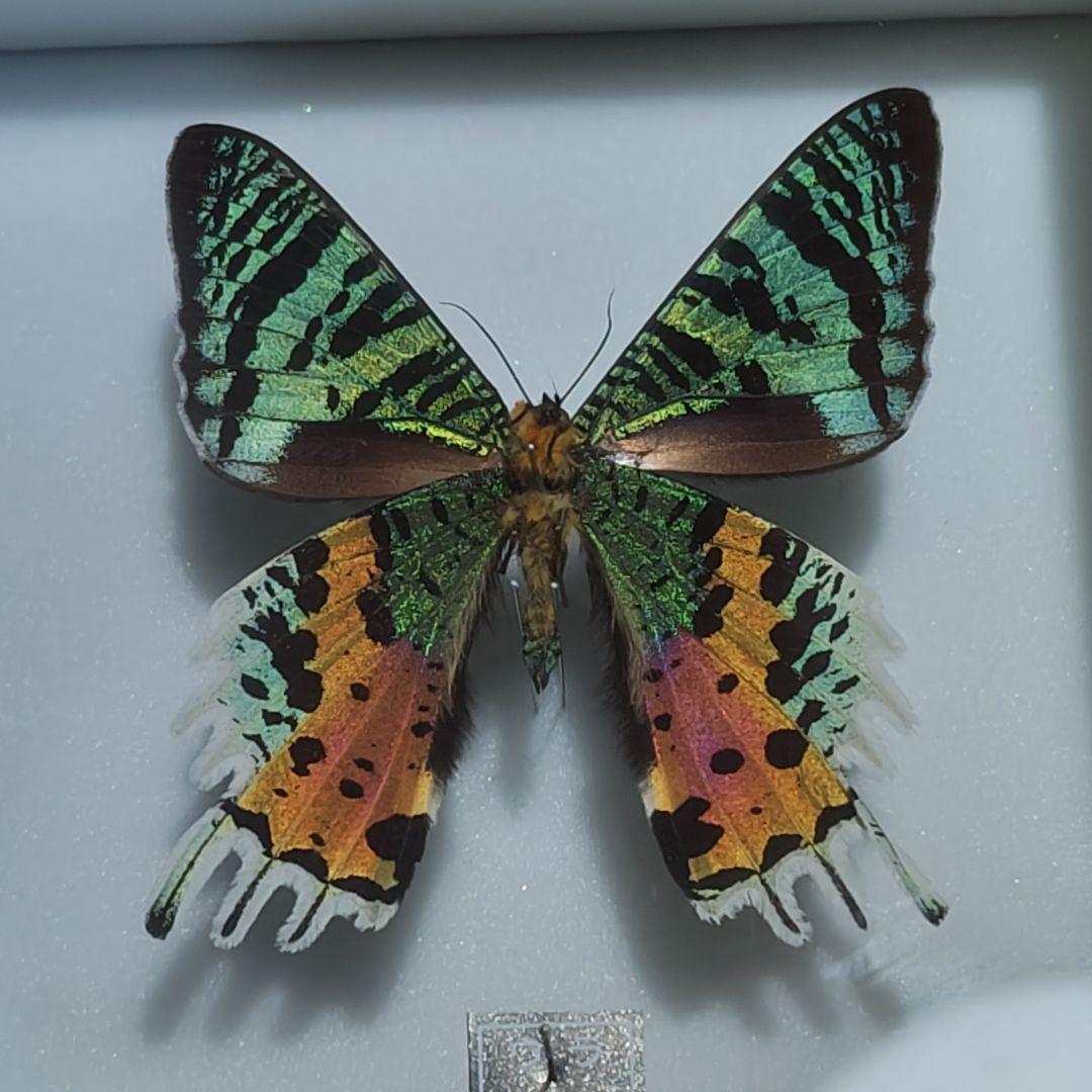 標本 ニシキオオツバメガ - メルカリ