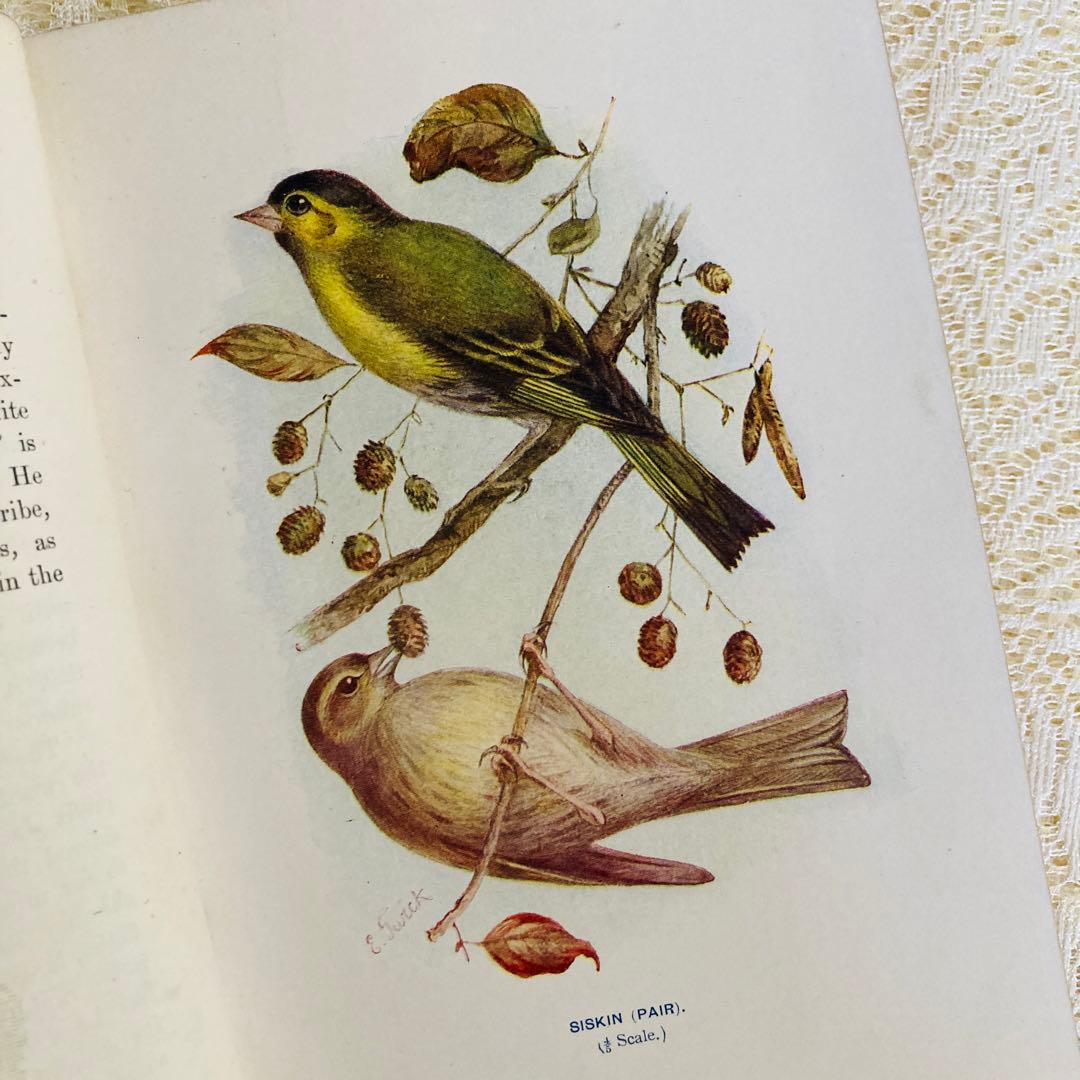 洋書 古書 Familiar Wild Birds 1&2巻 アンティーク鳥図鑑