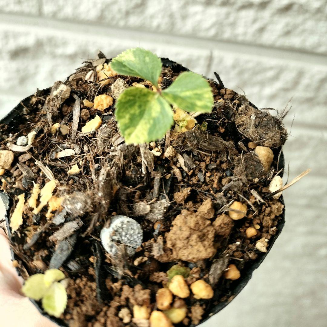 専用出品　本人以外ご購入　閲覧✕